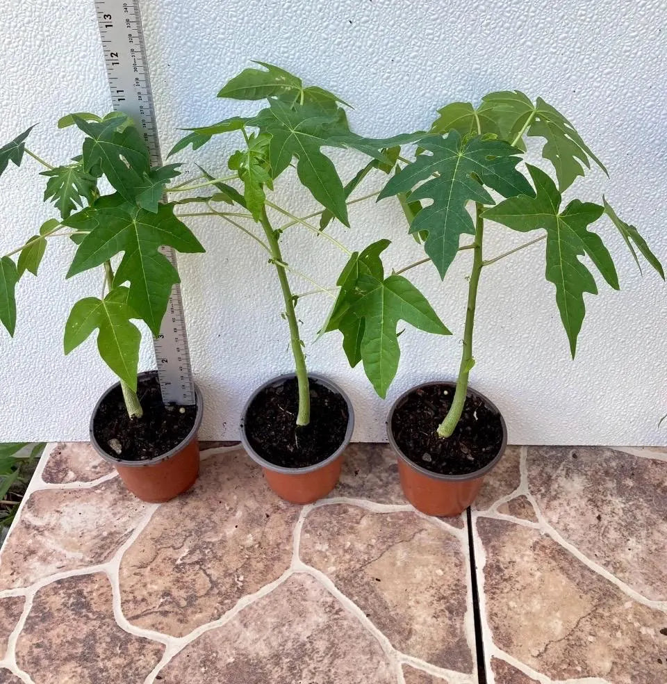 1-Dwarf Solo Hawaiian Sunrise Papaya Fruit Tree 11” Tall Had Fully Roots With 4” Pot