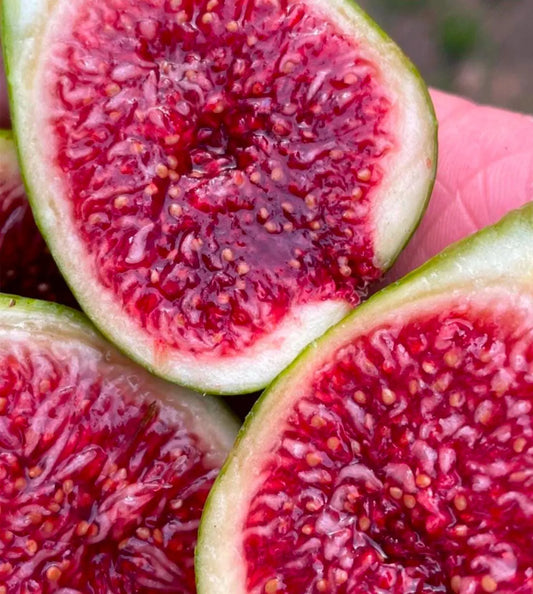 FIG Cuttings not rooted - Multiple varieties