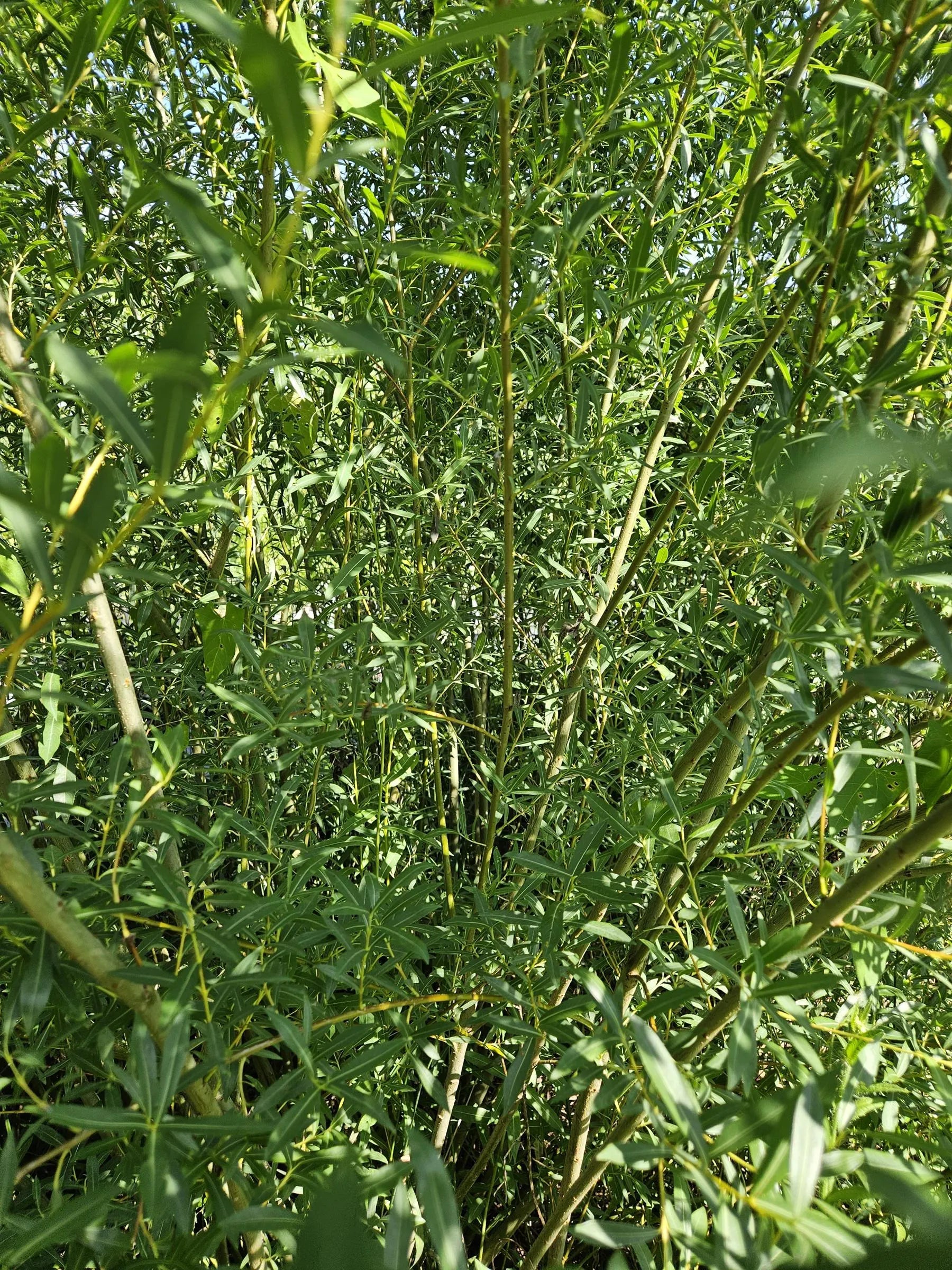Basket Willow Tree Cuttings - Fast Rooting Decor for Propagation Stations, Living Screens, and Basket Crafting - Grow your own home decor!