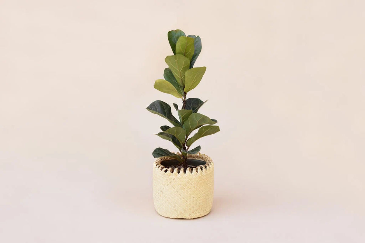 6" Fiddle Leaf Fig Live Plant, Live House Plant, Modern Farmhouse Decor, Indoor Plant, Handwoven Planter Basket, Boho Home Decor, Gift Home