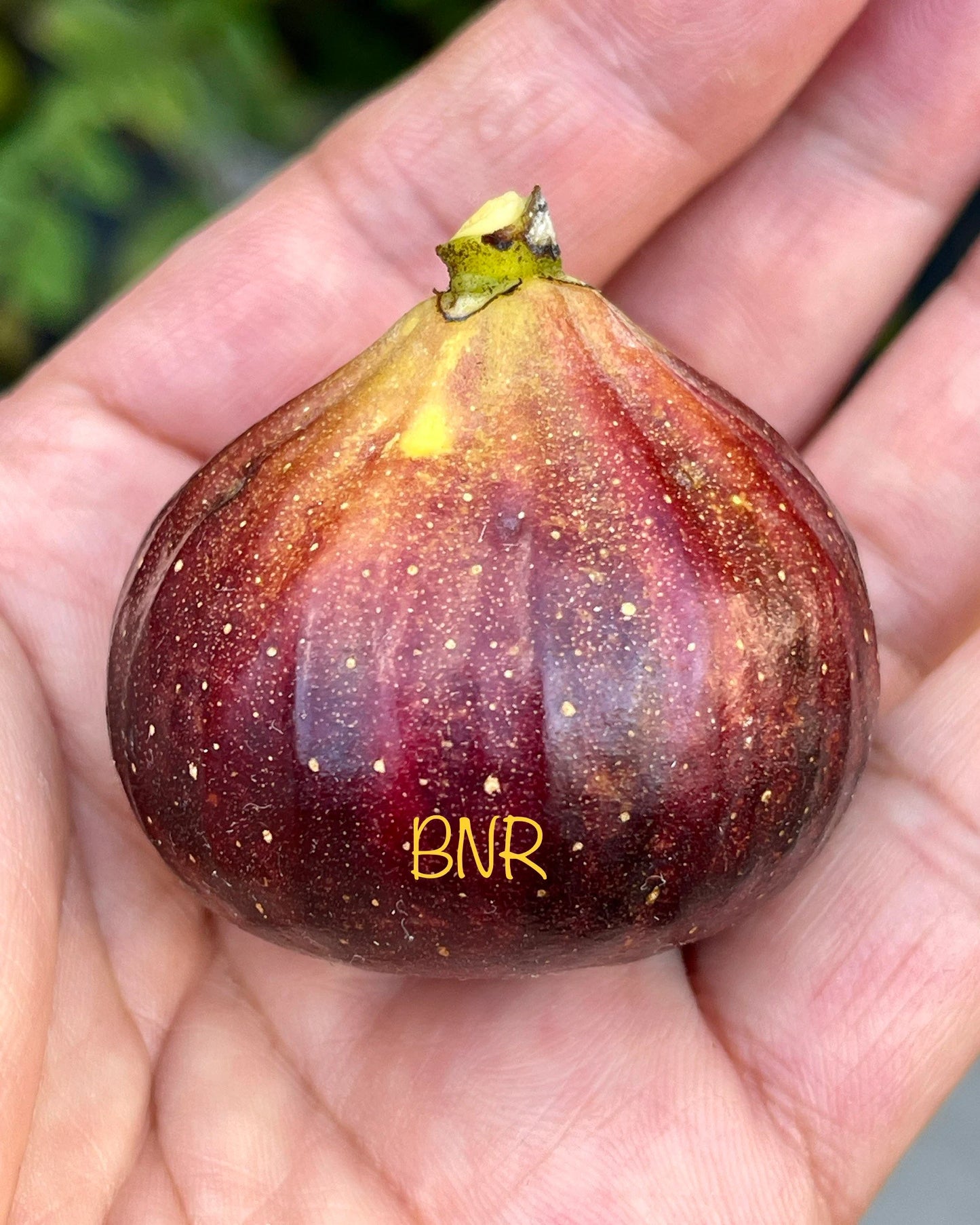 Premium Fig Tree Cuttings – Angelito, Calderona, Jolly Rancher’s, Irane Black & More - Summer Cuttings
