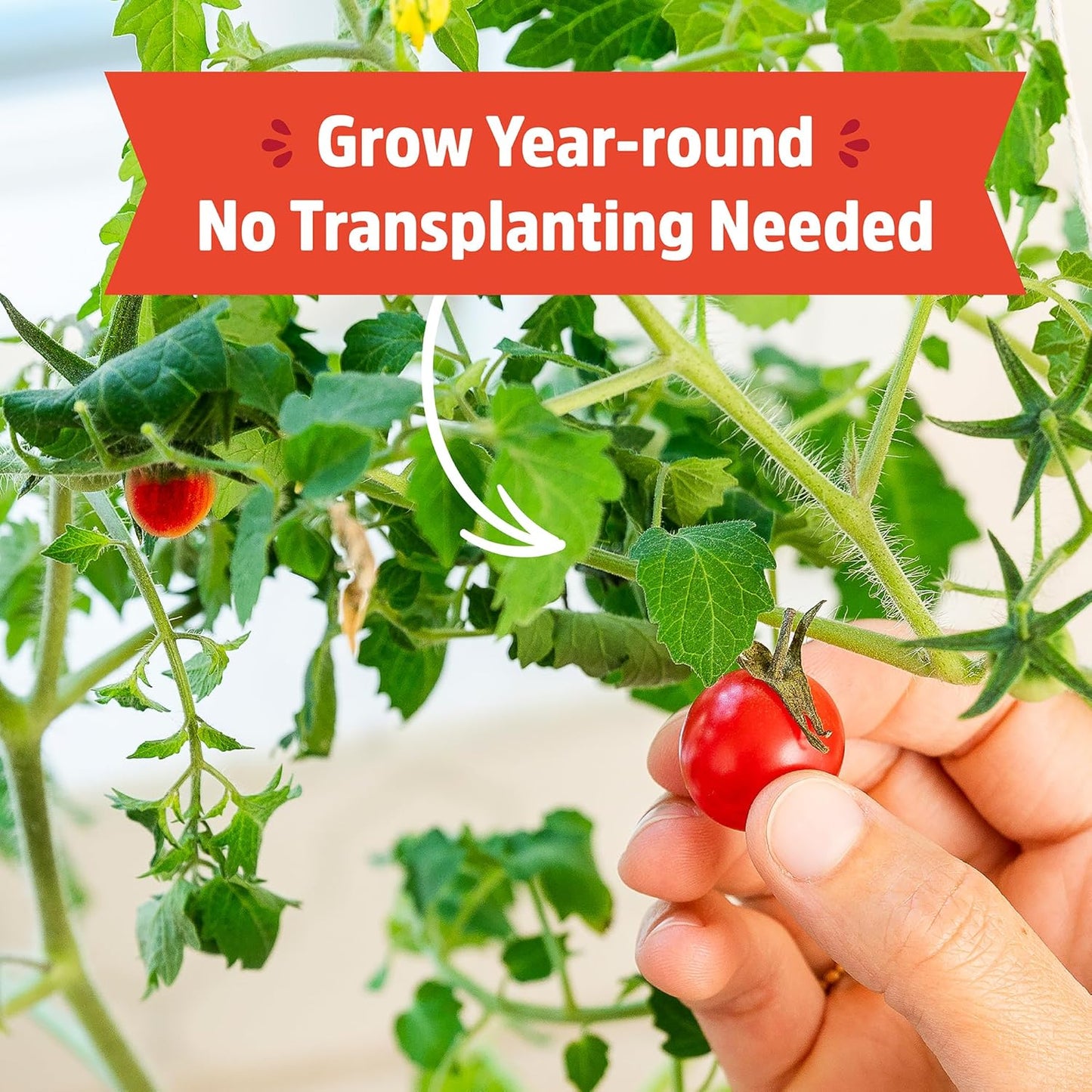 Cherry Tomato Organic Windowsill Planter Kit - Grows Year Round, Includes Everything Needed for Planting
