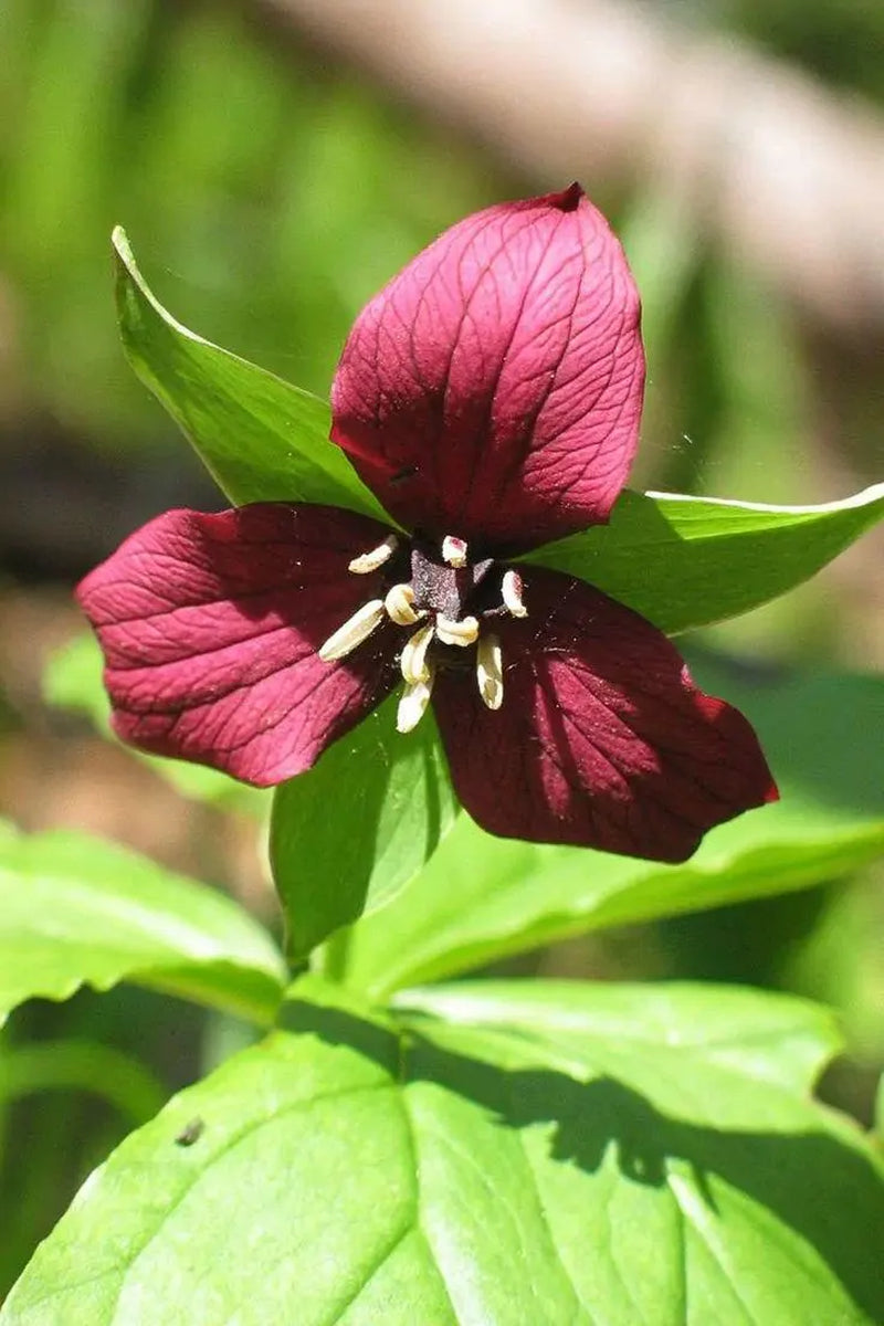 Mixed Trillium | Bulbs