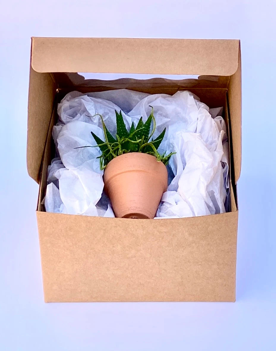 Mini Potted Succulent: Tiny Live Plant Gift, Baby Shower Favor