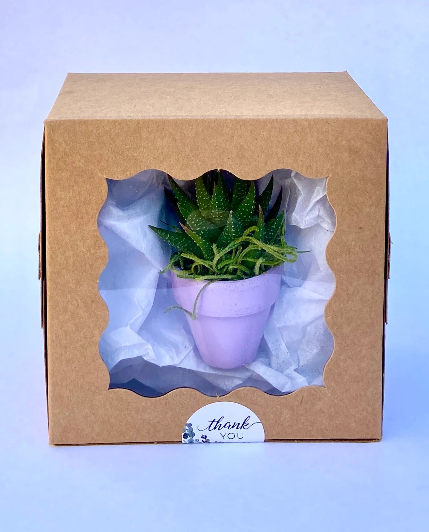 Mini Potted Succulent: Tiny Live Plant Gift, Baby Shower Favor