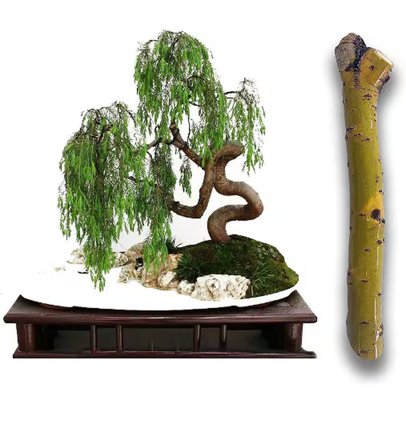 2 (two) Green Dragon Dwarf Australian Bonsai Willow Tree Cutting Kit -Indoor/Outdoor Thick Trunk Live Bonsai Tree Root
