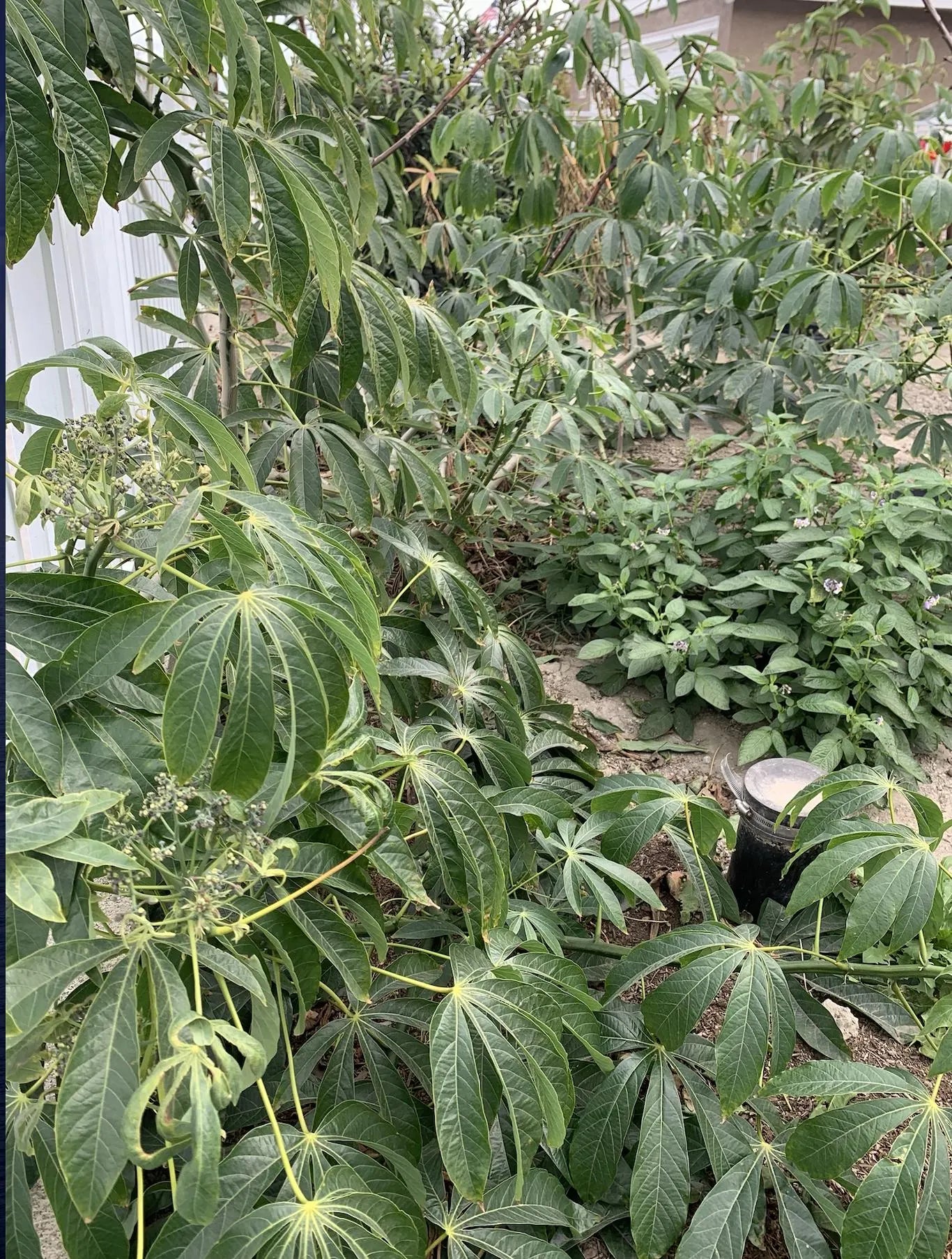 Easy Grow Rooted 7" To 10" Scion Wood 3 Cutting Cassava / Cay khoai mì