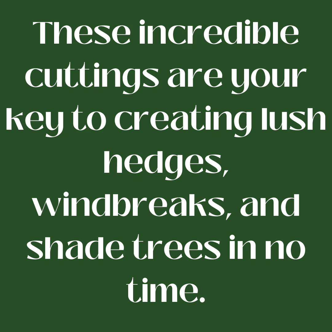50 Hybrid Willow Cuttings is One of the Fastest Growing Tree. Free Shipping!!!!!!!! Green Garden Corner.