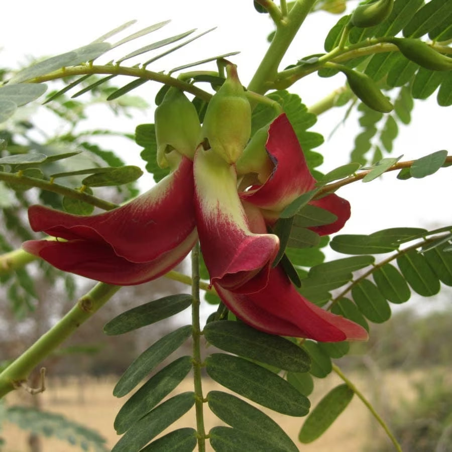 Hummingbird Tree (Sesbania Grandiflora) Seeds