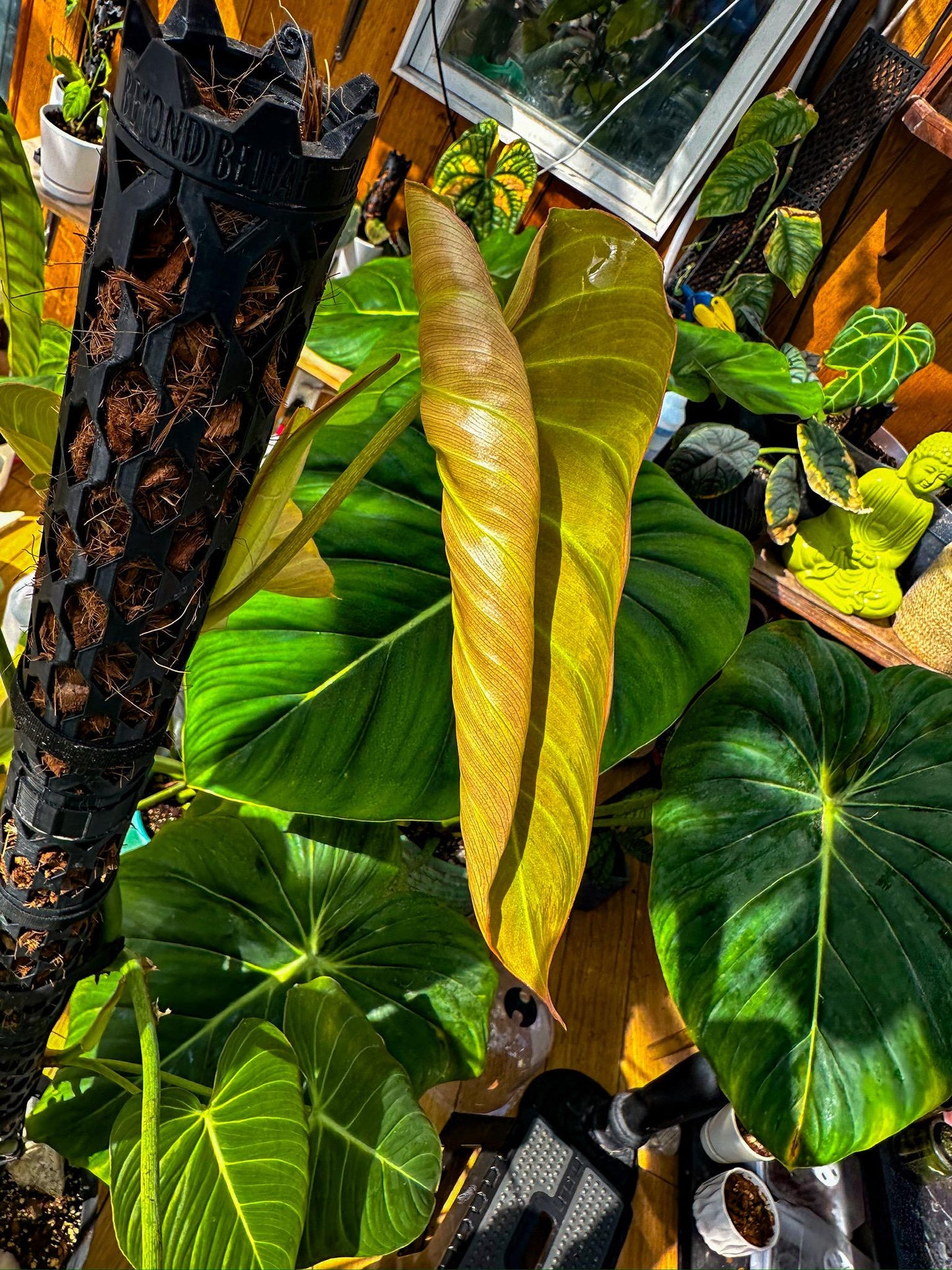 Professional Moss Pole Kit | Extendable Self-Watering Plant Support for Monstera & Climbing Plants | Plant Accessories