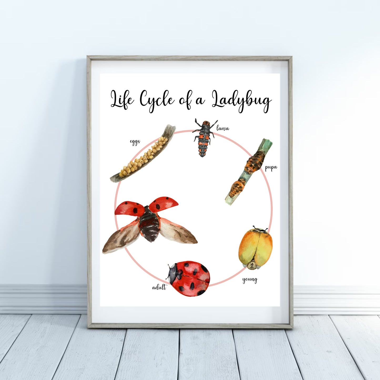 Life Cycle Insect / Bugs Educational posters set of 9, Homeschool learning, Montessori Classroom Décor, Wall Art - with states labeled