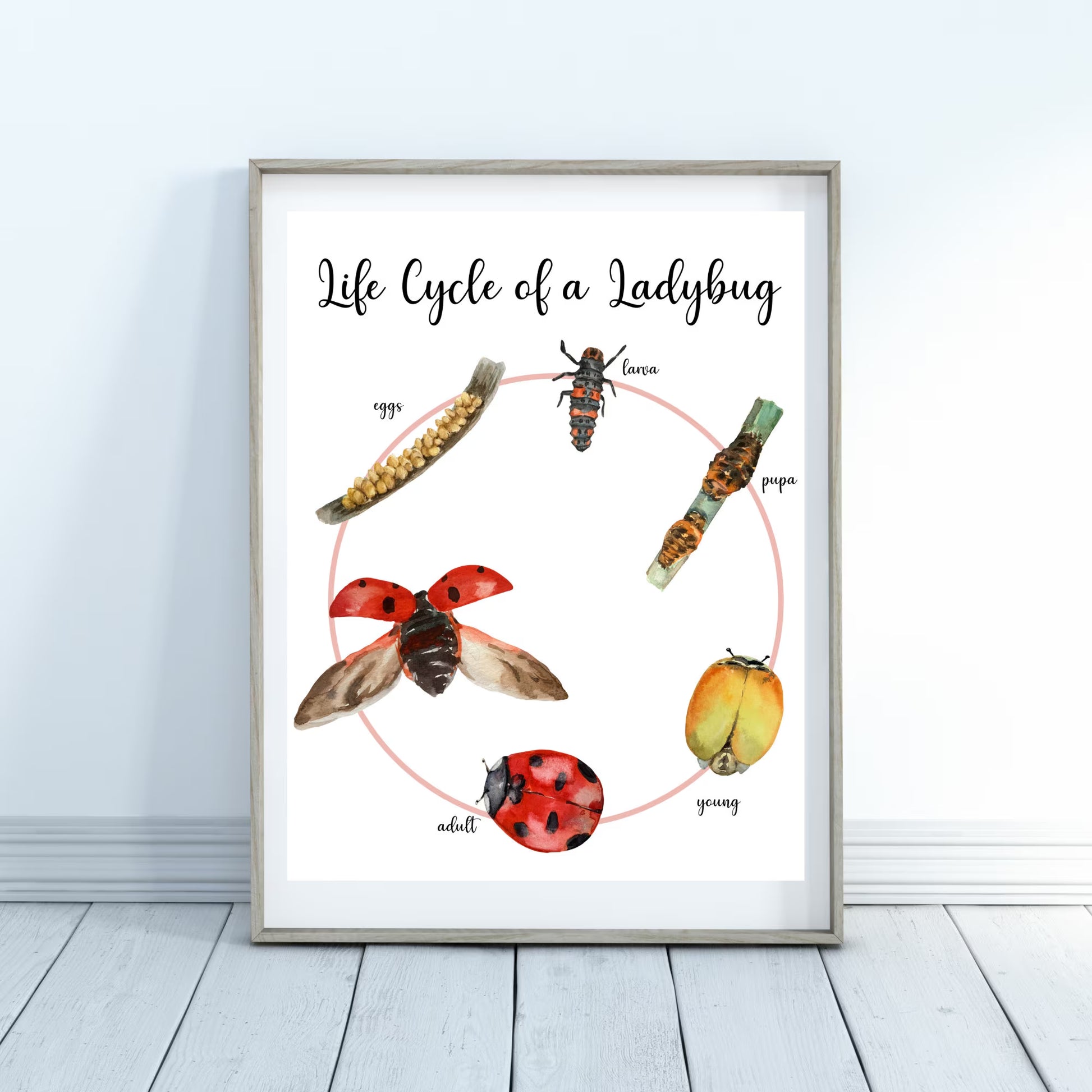 Life Cycle Insect / Bugs Educational posters set of 9, Homeschool learning, Montessori Classroom Décor, Wall Art - with states labeled