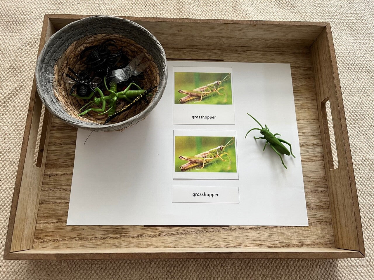 Montessori Common Insects Bugs 3 Parts Nomenclature Flash Cards with Miniatures Figurines Educational Learning Cards Toys for Kids