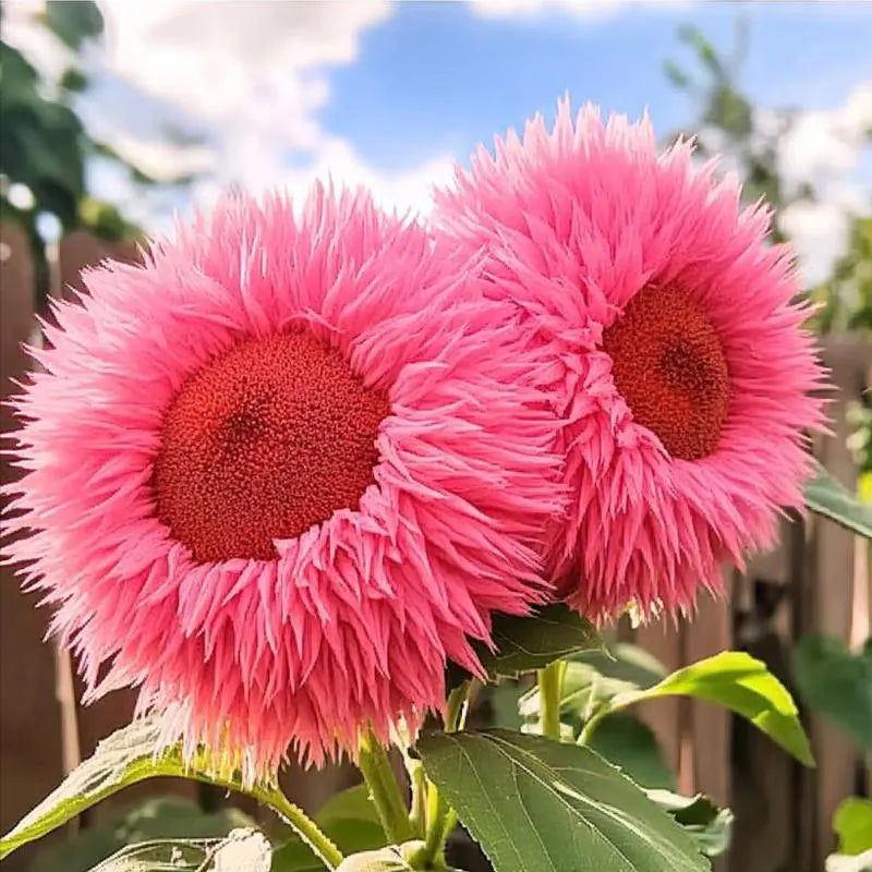 50pcs Pink Giant Teddy Bear Sunflower Seeds – Rare Non-GMO Heirloom Variety – Fluffy Double Blooms for Garden Charm