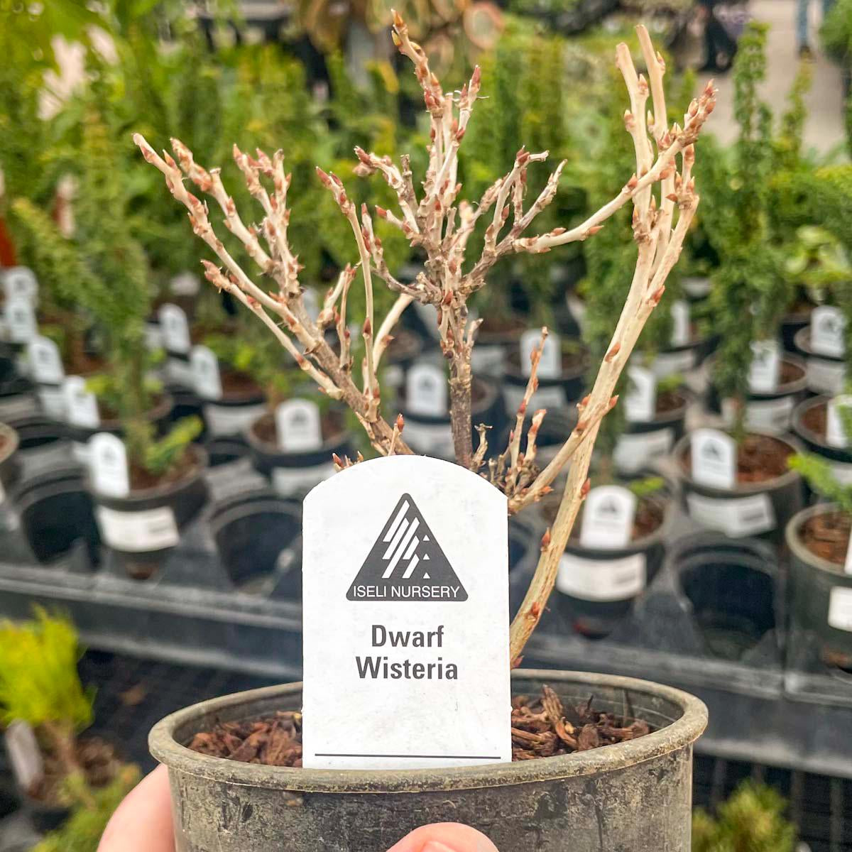 Pre-Bonsai, Hime Fuji Dwarf Wisteria, Live Plant - 4" Growers Pot