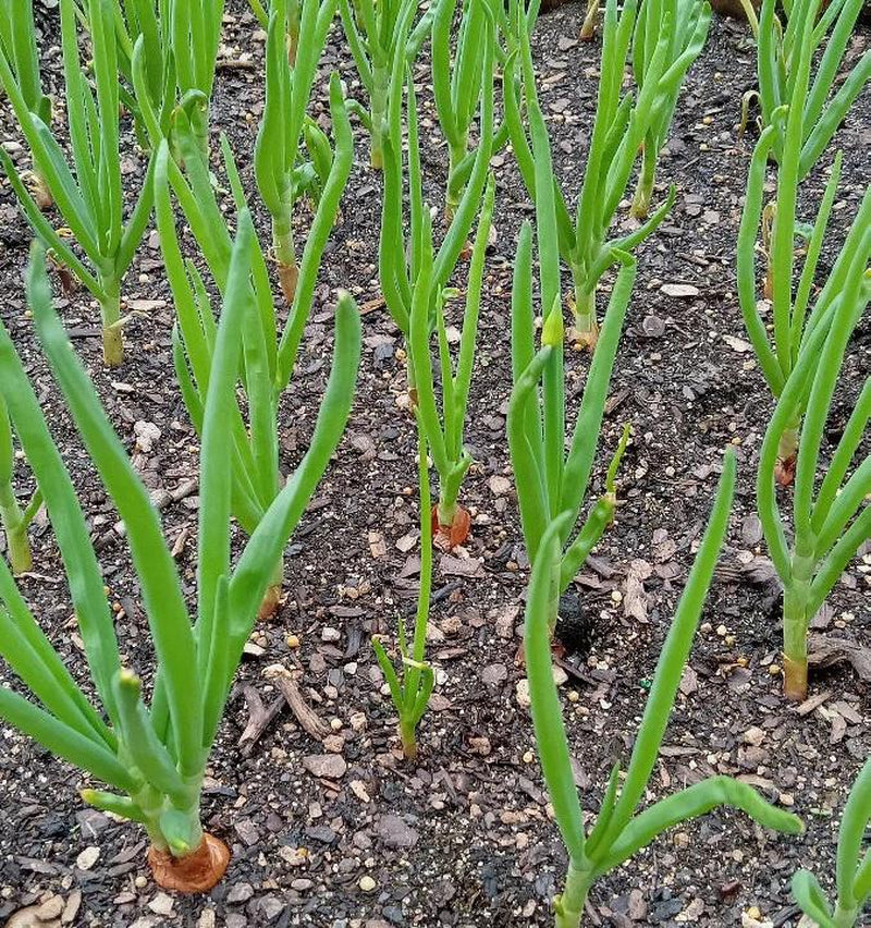 Egyptian Walking Onions Bulbils- Heirloom - Winter Onion, Tree Onion, Onion Root, Easy to Grow, Natural