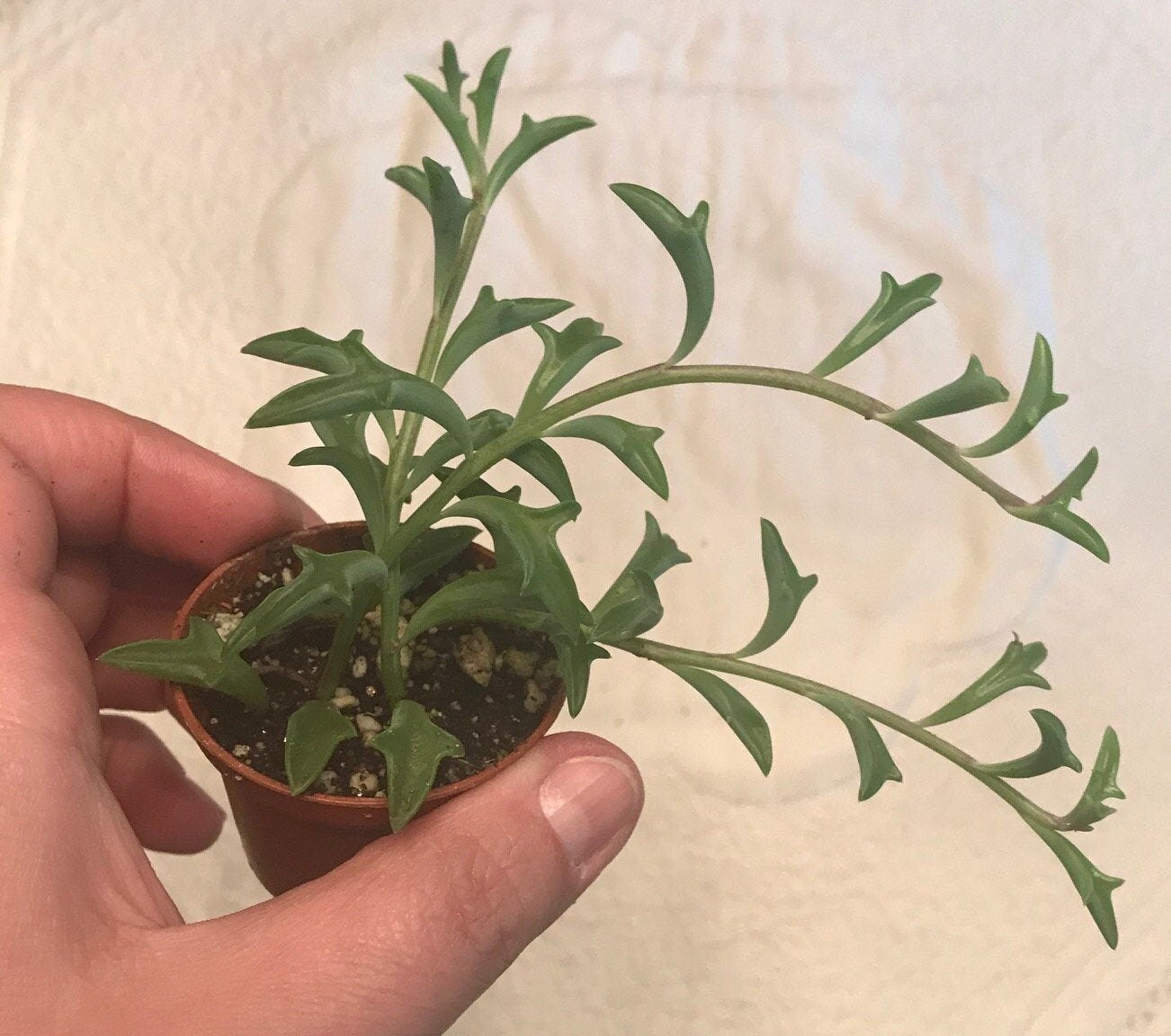 Live Potted String of Dolphins Plant - 2 inch pot - (Senecio Peregrinus) ***Rare***