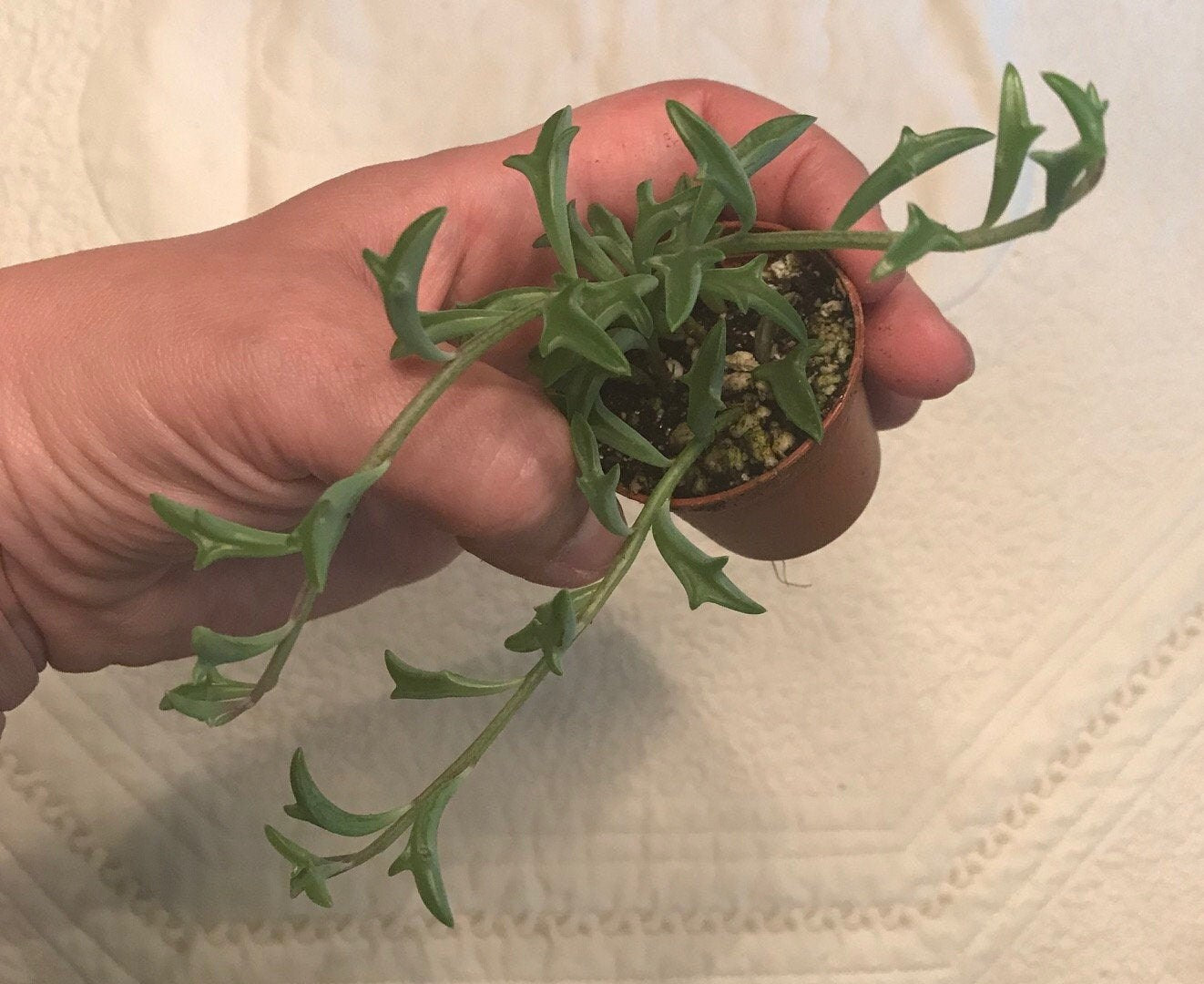 Live Potted String of Dolphins Plant - 2 inch pot - (Senecio Peregrinus) ***Rare***