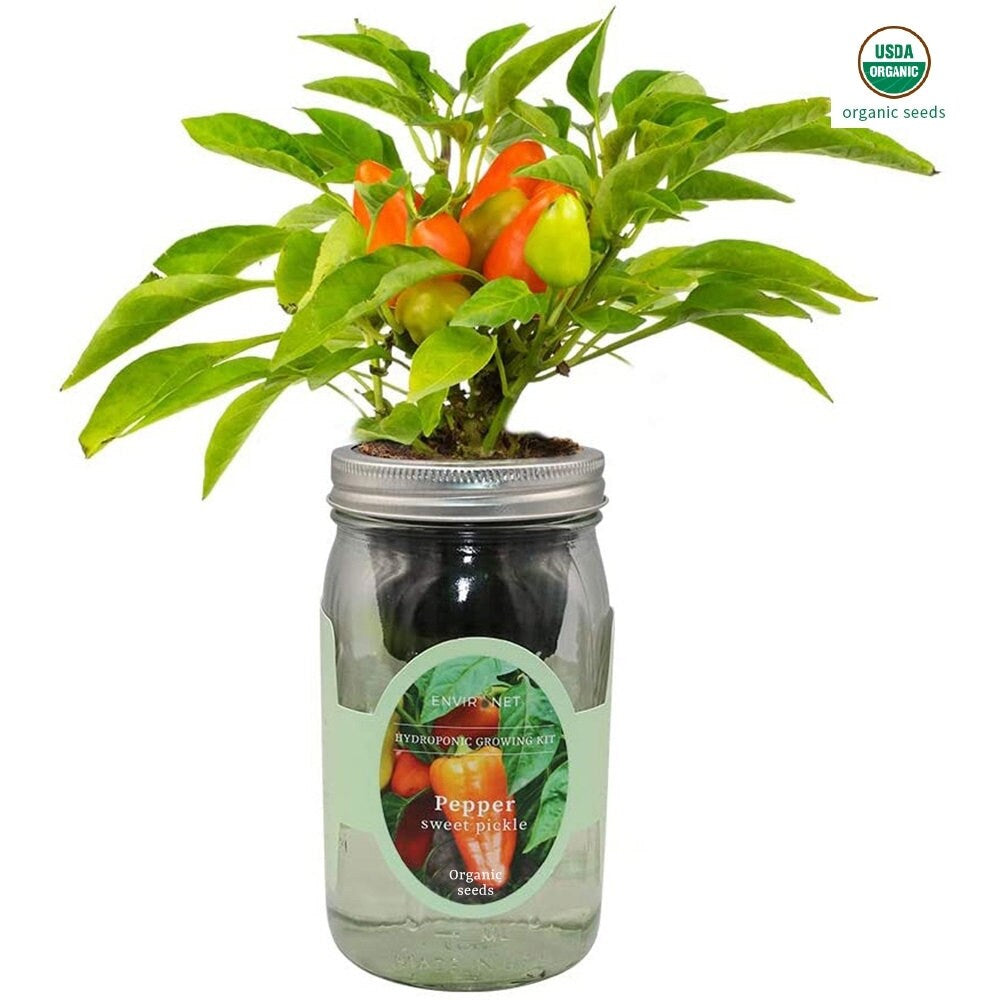 Sweetie Cherry Tomato Mason Jar Hydroponic Herb Kit with Organic Seeds, Gardening Gift