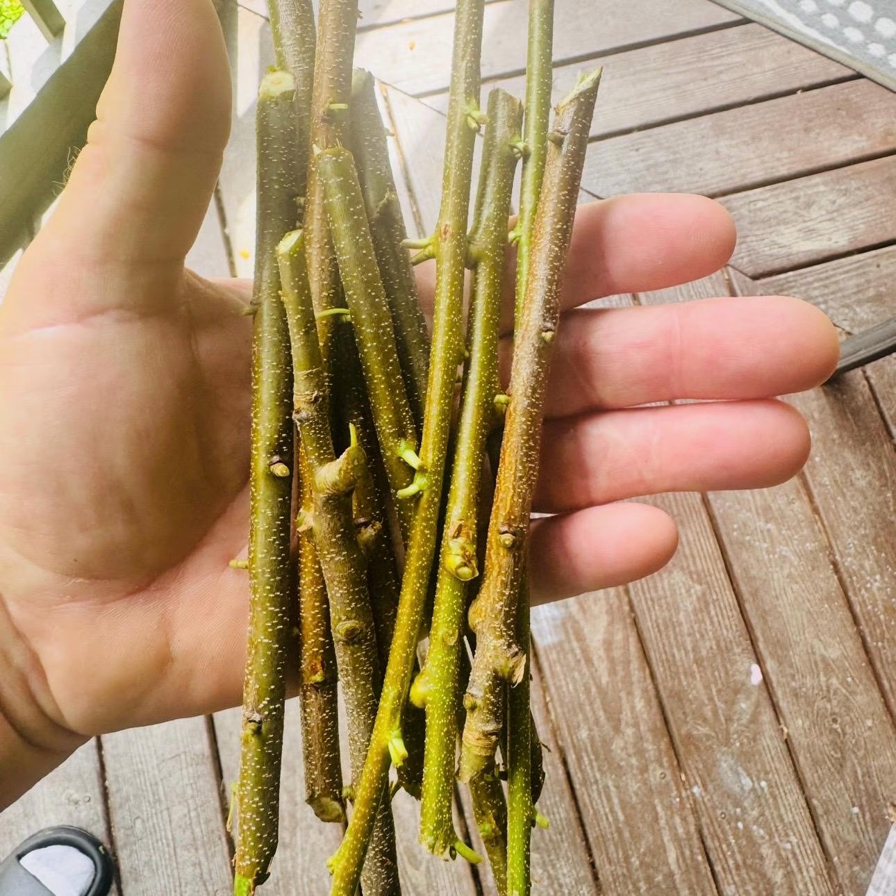 Black Cherry Tree Cuttings: Prunus Serotina Scions, Grafting