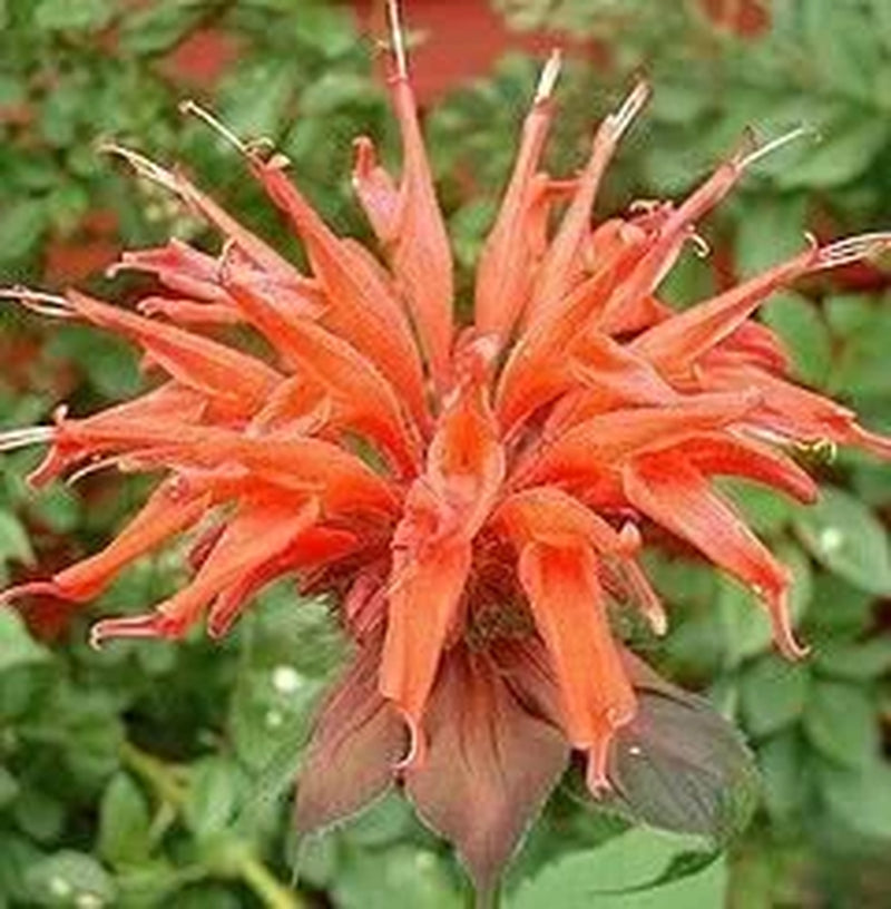 25 BEE BALM MIX Lemon Hummingbird Mint Monarda Didyma Mixed Colors Scarlet, Red, Pink, Purple, Spotted, & Salmon Flower Seeds