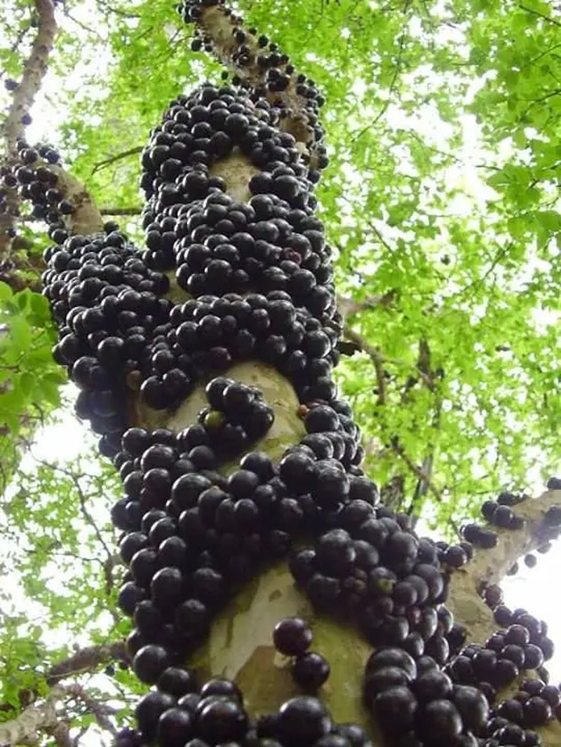 Brazilian Grape Tree~~Jaboticaba Plinia Cauliflora Sabara Fruit~~Small Rooted STARTER Plant