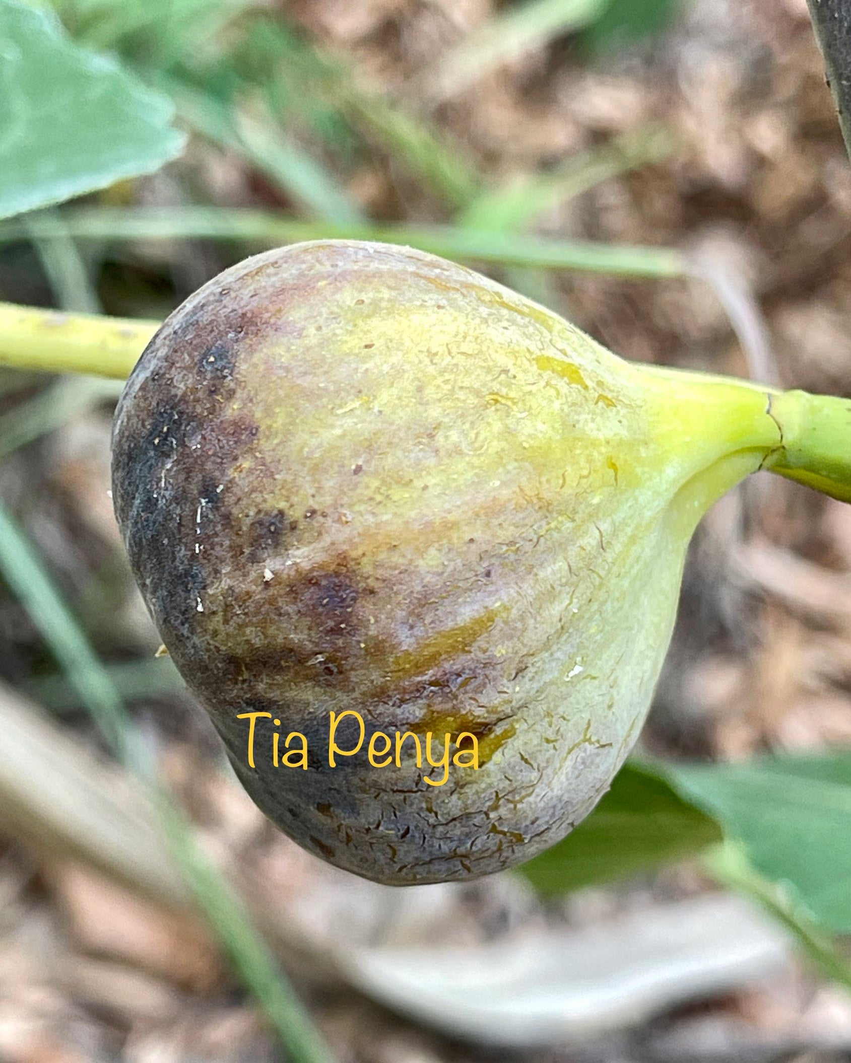 Premium Fig Tree Cuttings – Angelito, Calderona, Jolly Rancher’s, Irane Black & More - Summer Cuttings