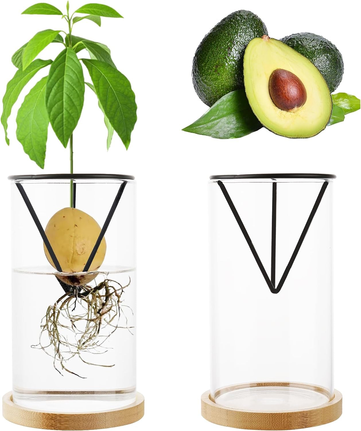 Avocado Tree Growing Kit 2PCS Avocado Growing Vase Seed Starter Wooden Base Avocado Glass Plant Pot for Gardening Enthusiasts