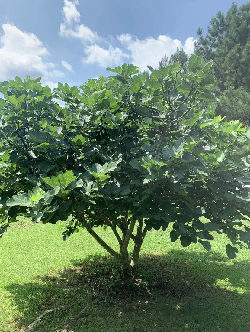 5 Fig Tree cuttings FRESH FROM Fruiting tree 8 in each cutting