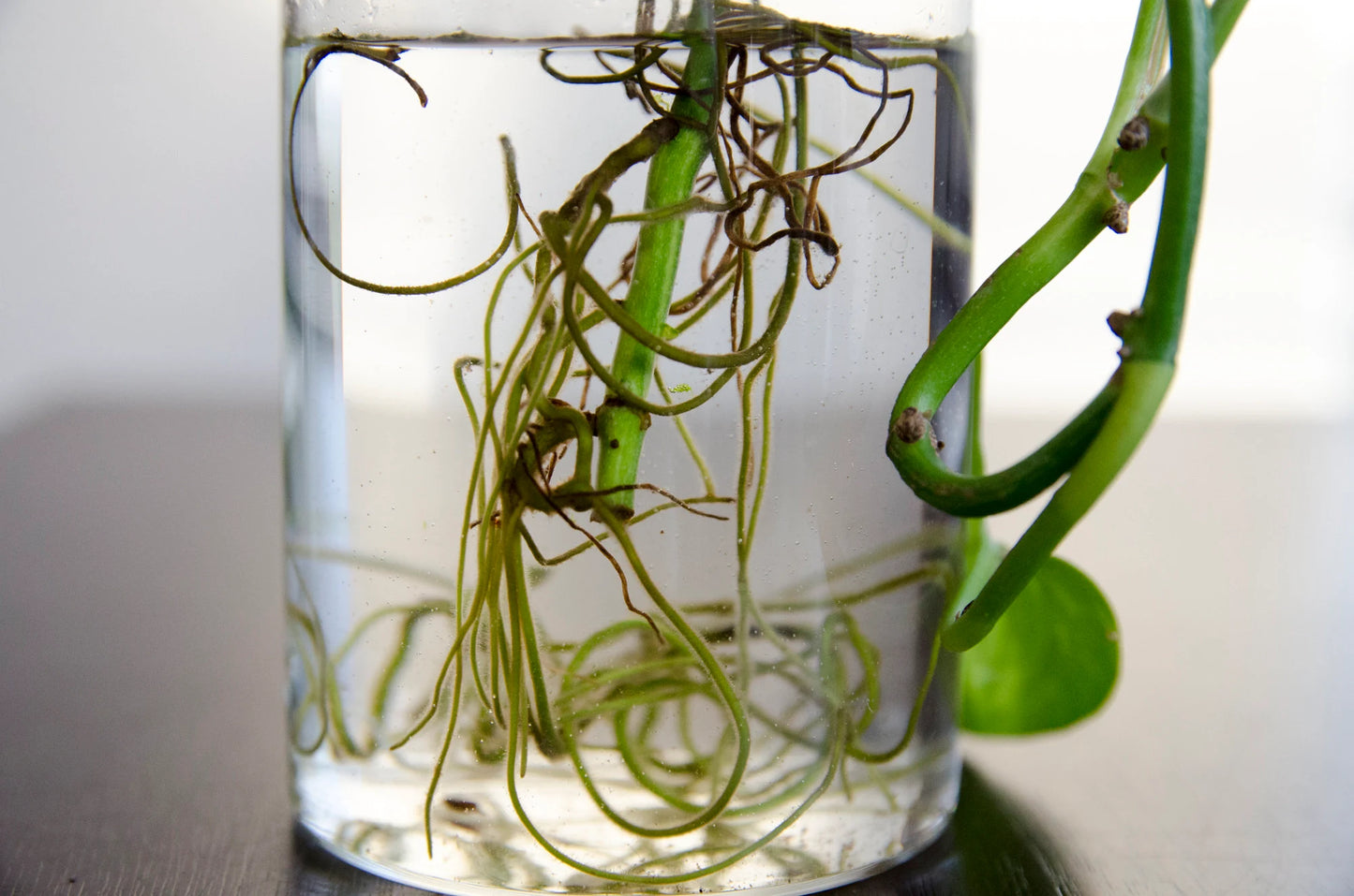 Propagation Station Jar Flower Vase with Bamboo Lid