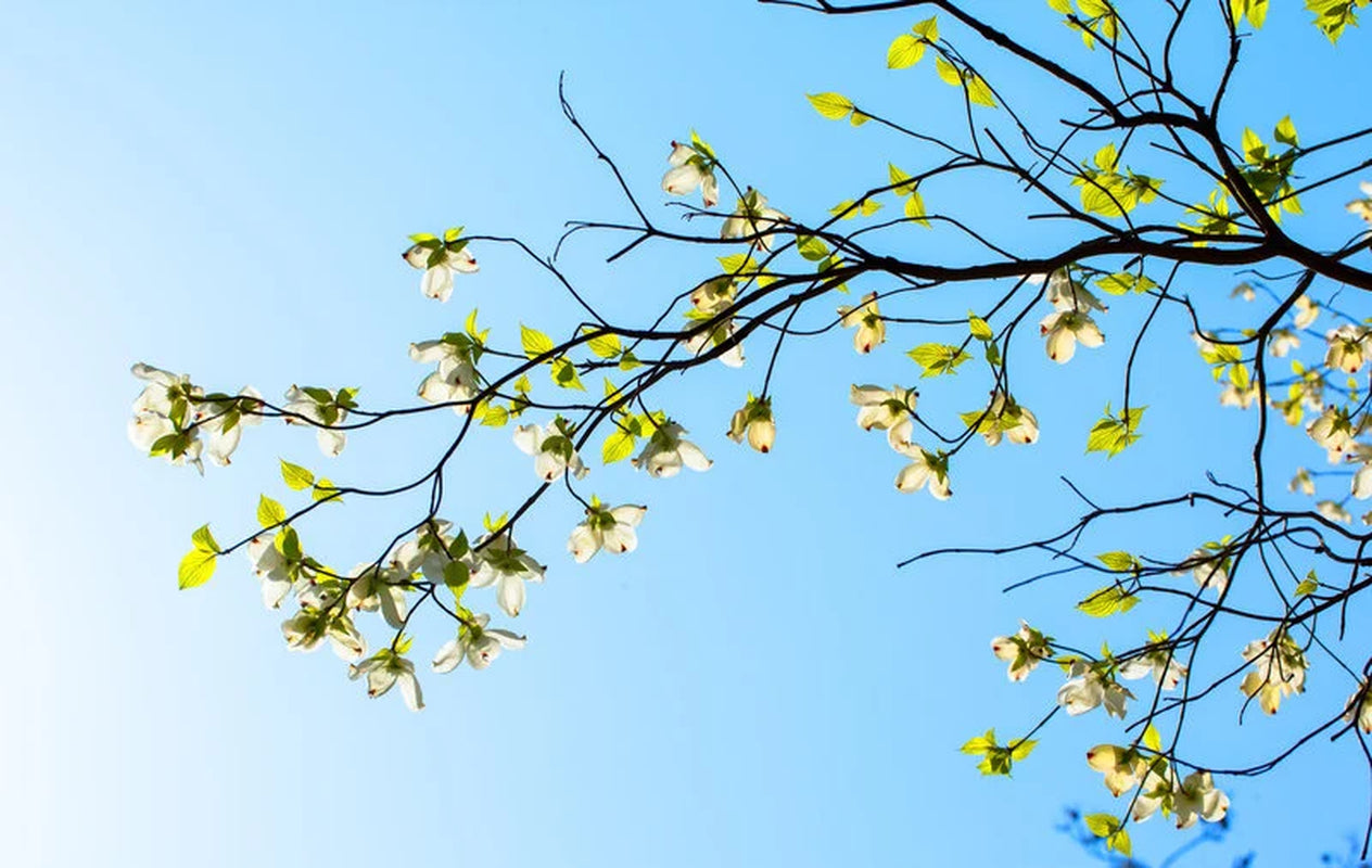Flowering Dogwood Tree, Cornus Floridus, Beautiful Landscape, Spring Flowers, Winter Berries, Attract Songbirds, Hardy, Drought Tolerant