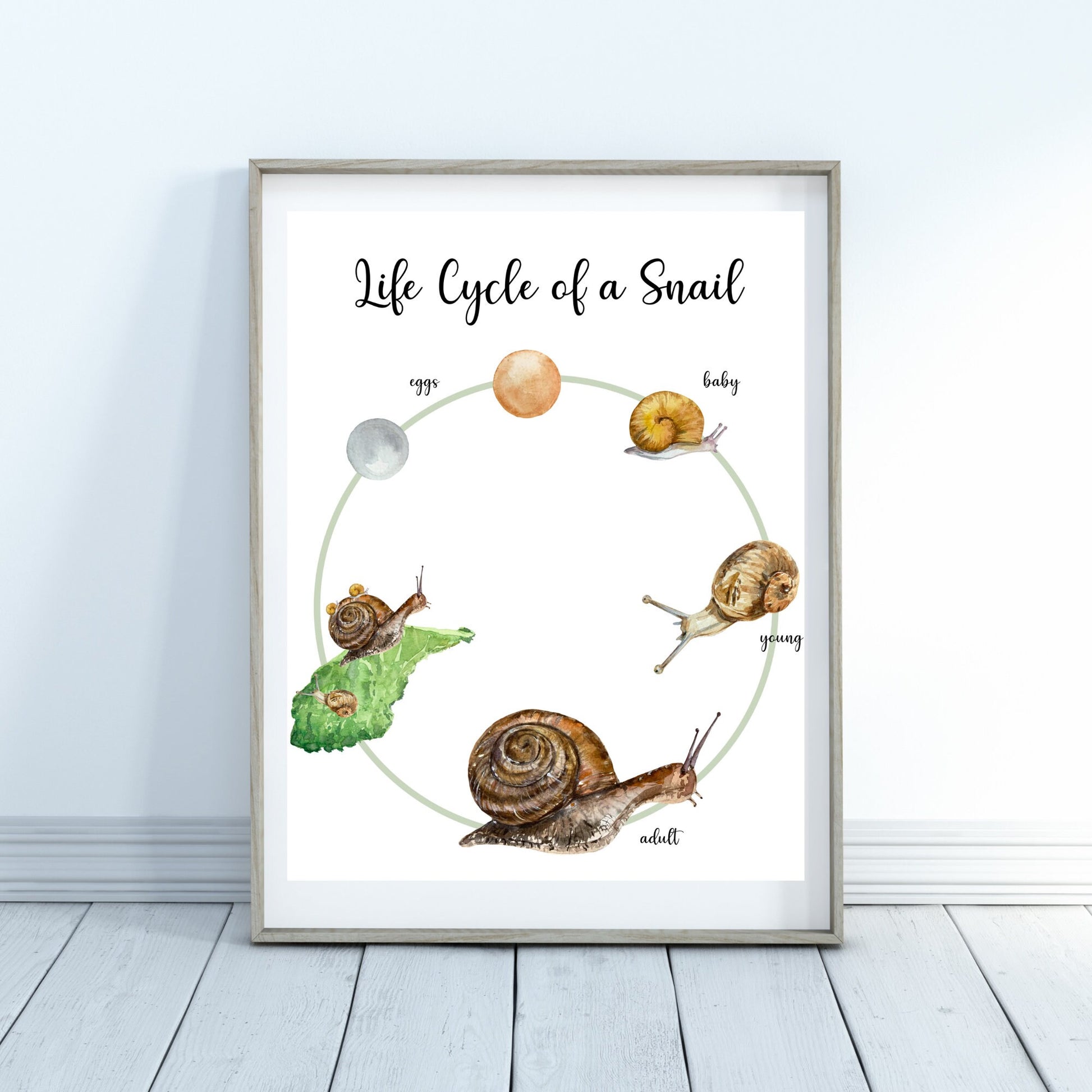 Life Cycle Insect / Bugs Educational posters set of 9, Homeschool learning, Montessori Classroom Décor, Wall Art - with states labeled