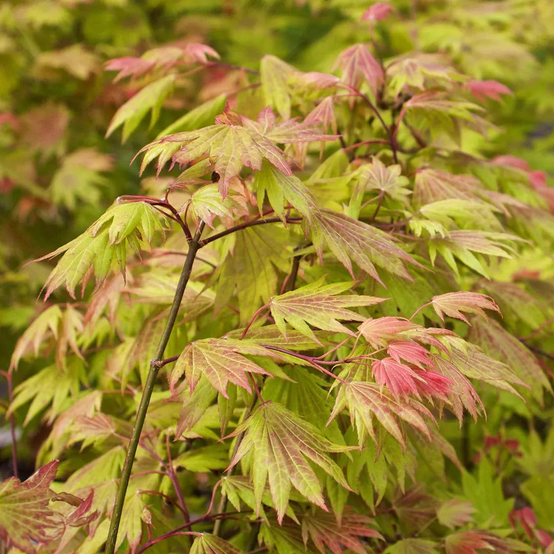 Moonrise Full Moon Japanese Maple Tree (Acer Shirasawanum 'Moonrise') Seeds - NEW FOR FALL 2024