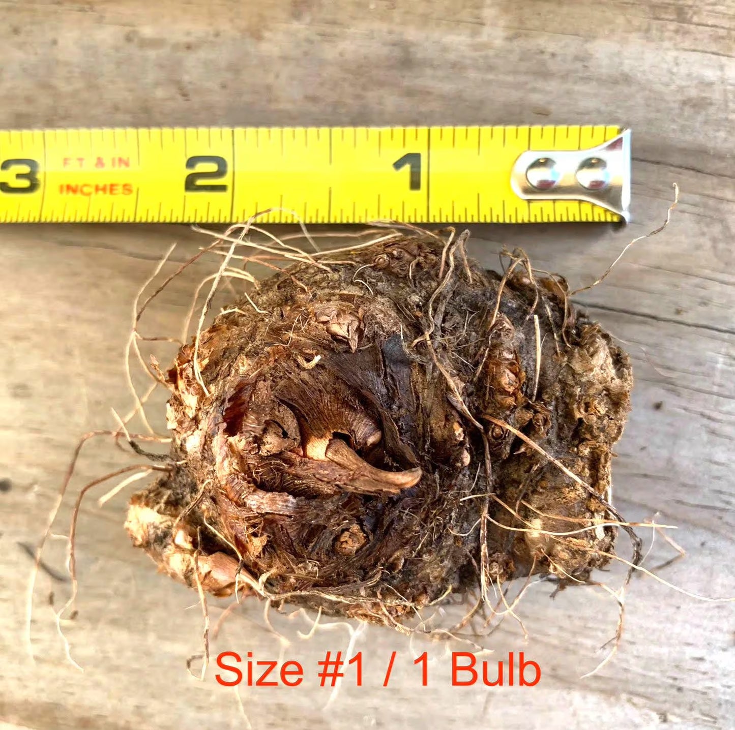 Caladium 'Spicy Lizard' Size#2(2 Bulbs), Size #1(1 bulb)**New Crop 2025 **Available to ship now!!!