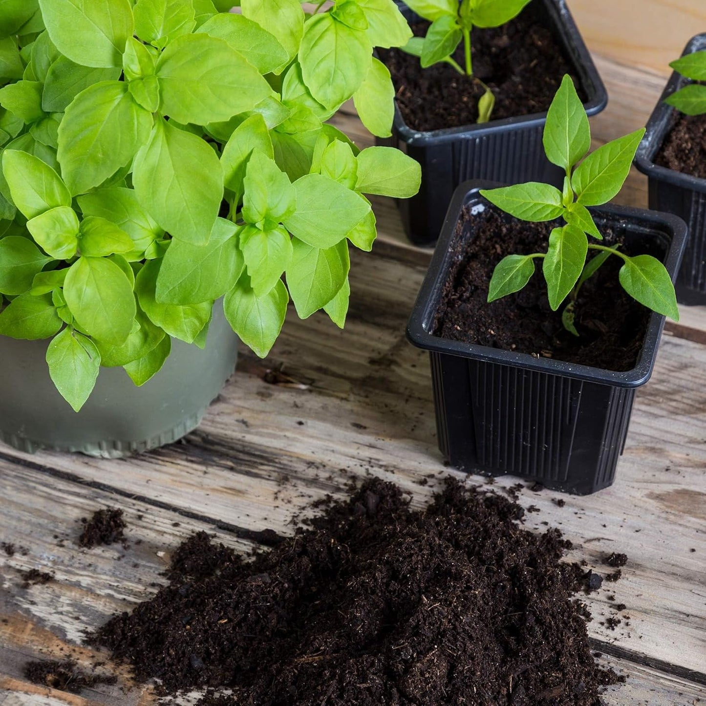 Minute Soil Organic Coco Peat 12 Pack ā Lightweight Growing Bricks Expand to 18 Gal ā Potting Mix for Microgreens, Herbs, Vegetables, Flowers, Indoor Containers, Seed Trays