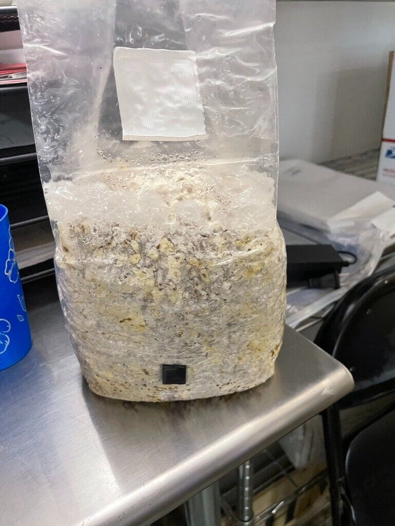 MycoHaus All in One 5 Pound Spawn Bag Rye & Compost Mushroom Substrate Grow Kit