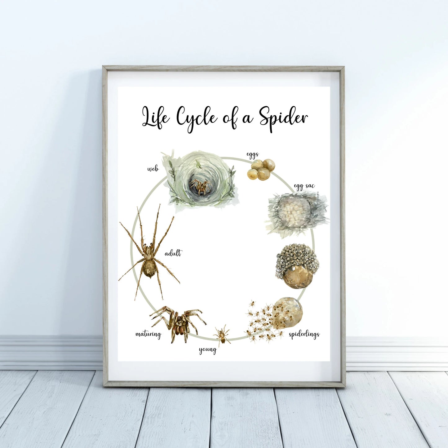 Life Cycle Insect / Bugs Educational posters set of 9, Homeschool learning, Montessori Classroom Décor, Wall Art - with states labeled