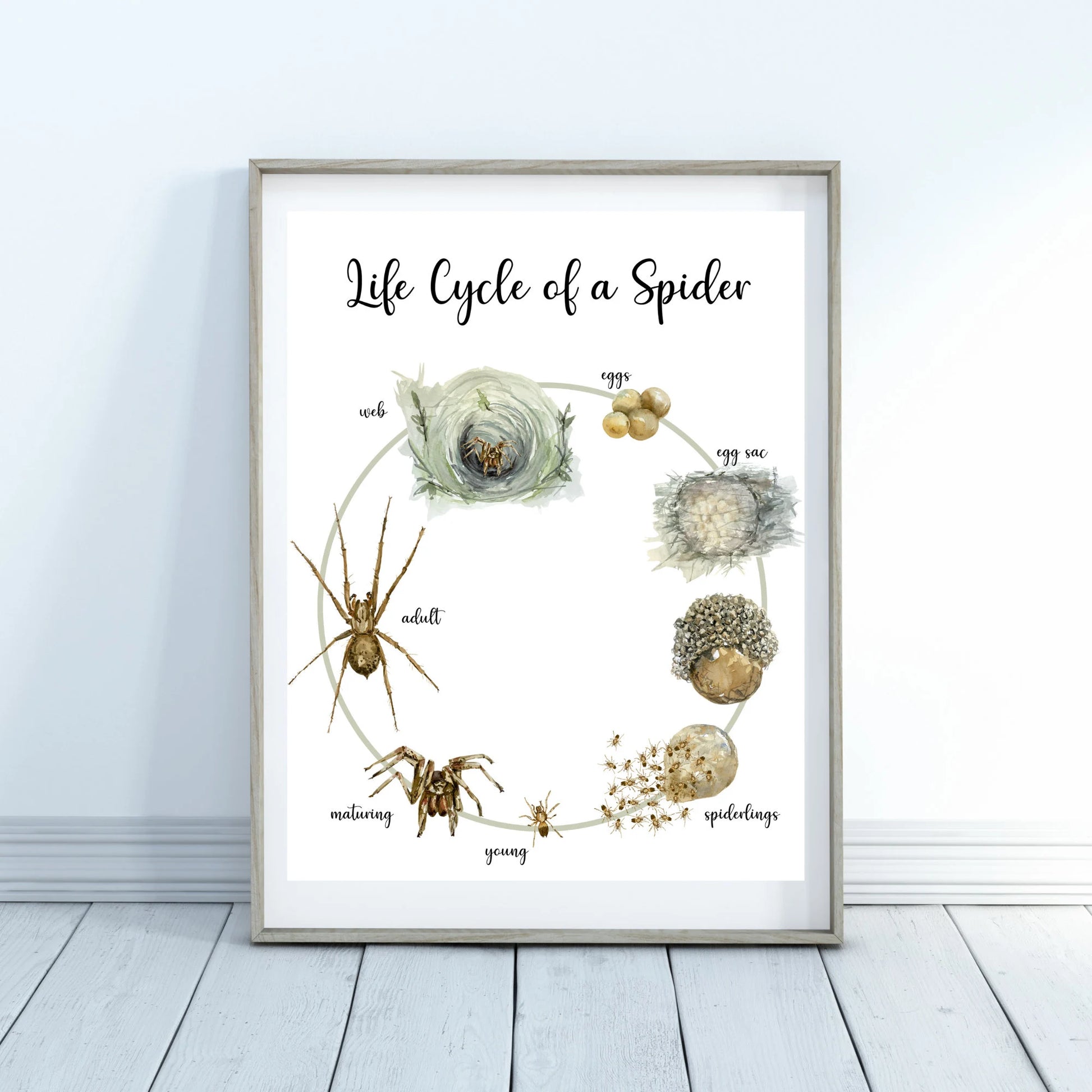 Life Cycle Insect / Bugs Educational posters set of 9, Homeschool learning, Montessori Classroom Décor, Wall Art - with states labeled