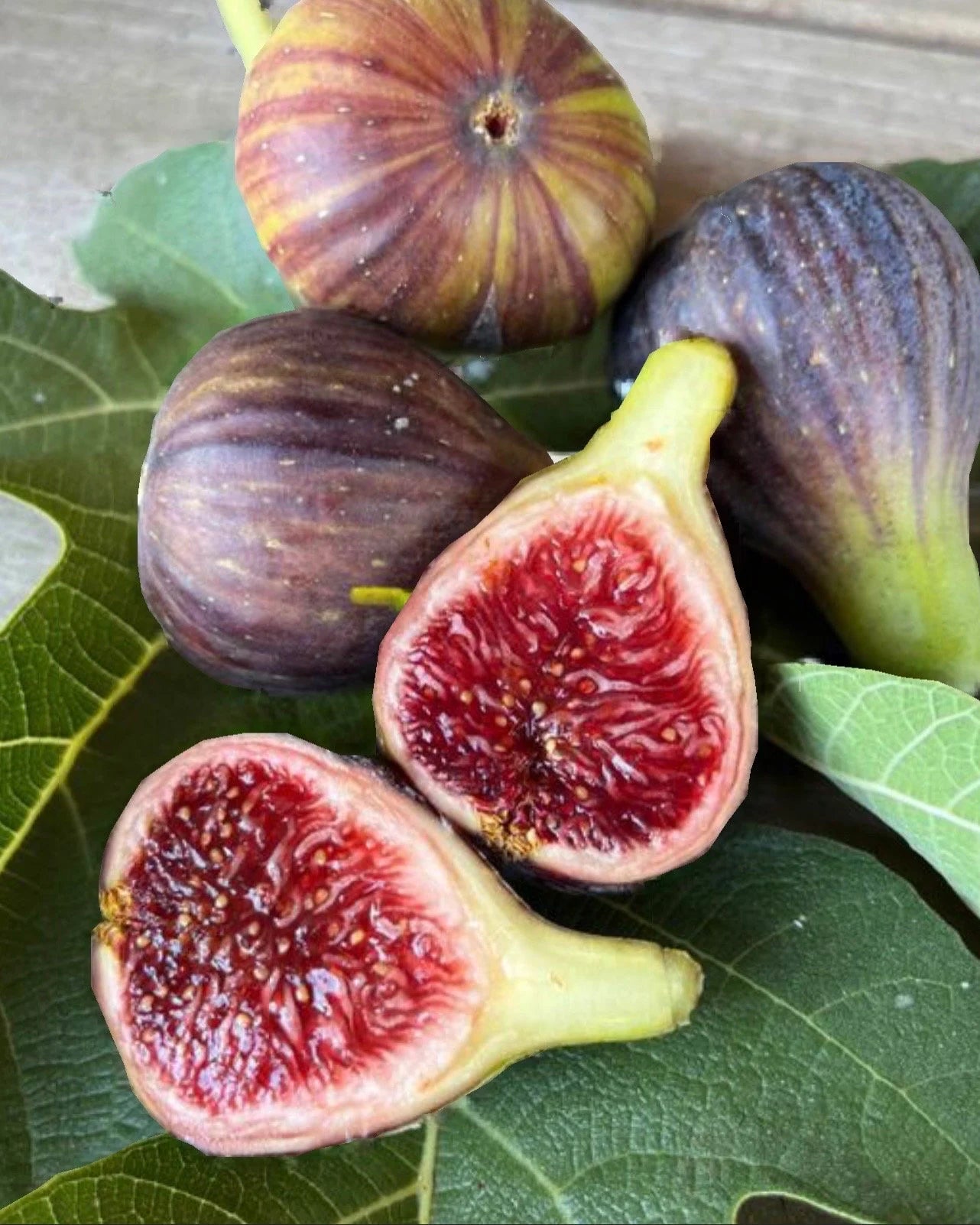 Premium Fig Tree Cuttings – Angelito, Calderona, Jolly Rancher’s, Irane Black & More - Summer Cuttings
