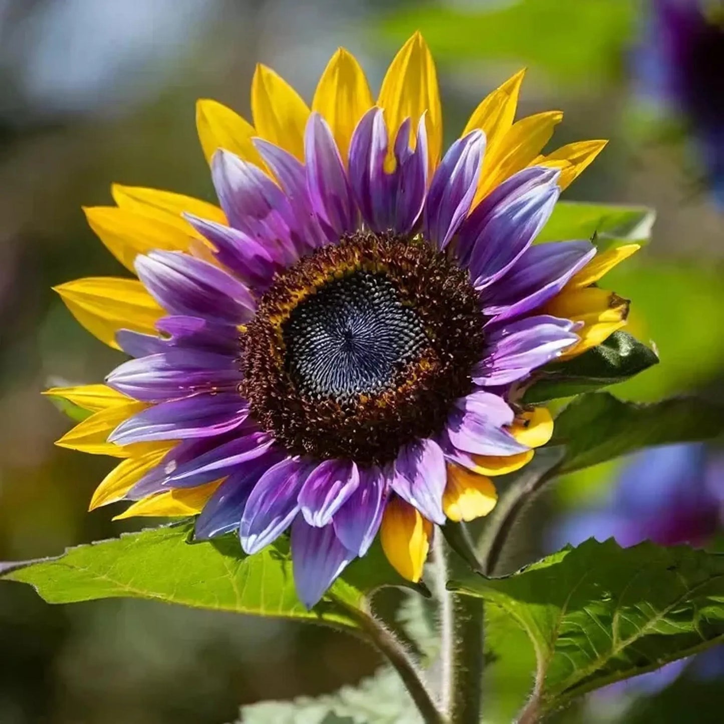 50pcs Rare Purple Heart Sunflower Seeds - Unique Violet Blooms - Heirloom Natural Seeds - Eye-Catching Garden Accent - Easy to Grow Annual