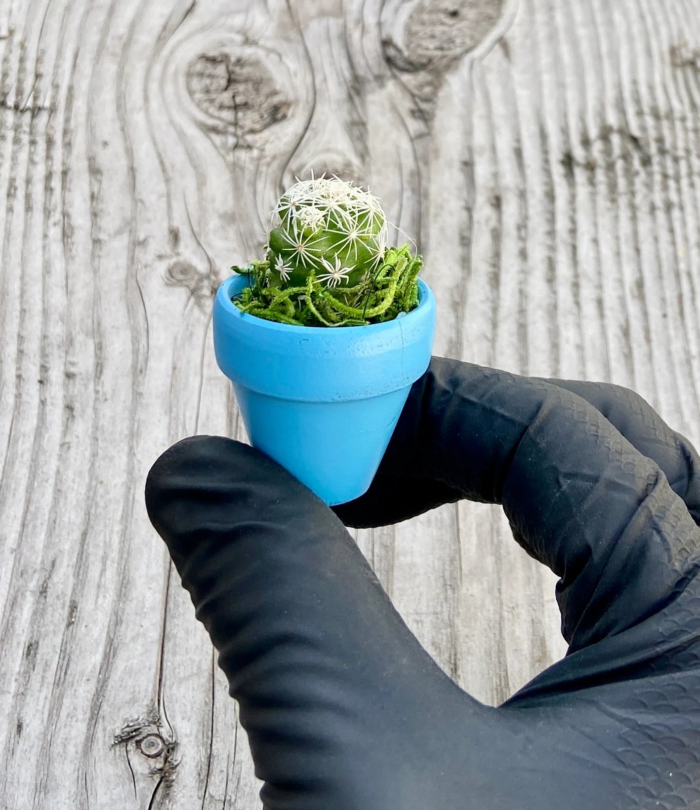 Mini Potted Succulent: Tiny Live Plant Gift, Baby Shower Favor