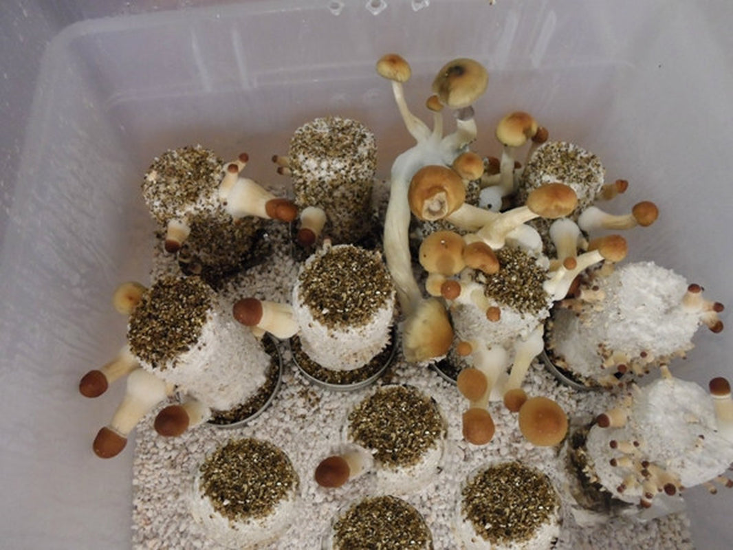Mega Mushroom Growing & Incubator Kit | Fully Automated | 18 Sterilized Jars