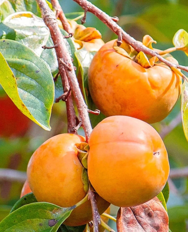3 FUYU persimmons unrooted cuttings