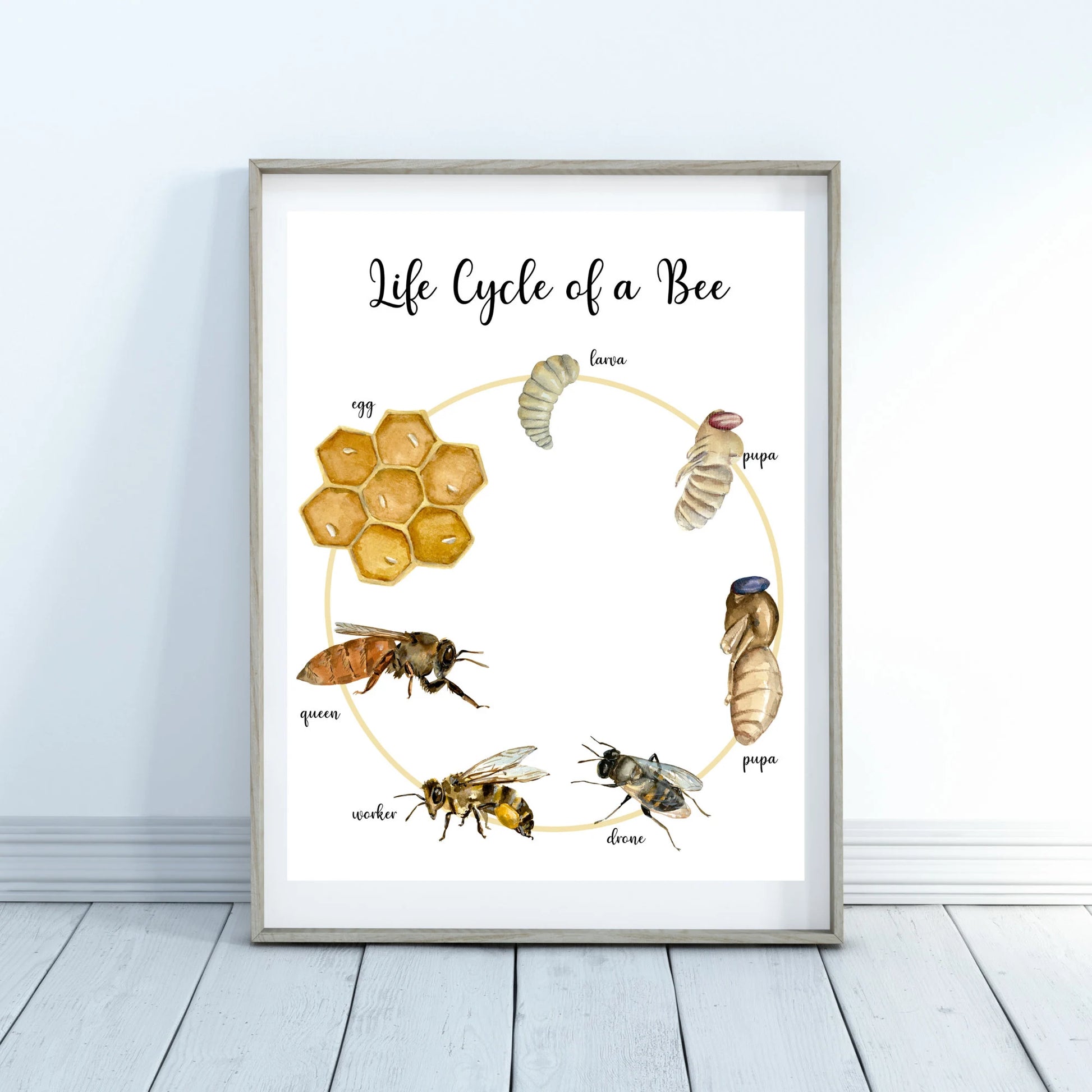 Life Cycle Insect / Bugs Educational posters set of 9, Homeschool learning, Montessori Classroom Décor, Wall Art - with states labeled