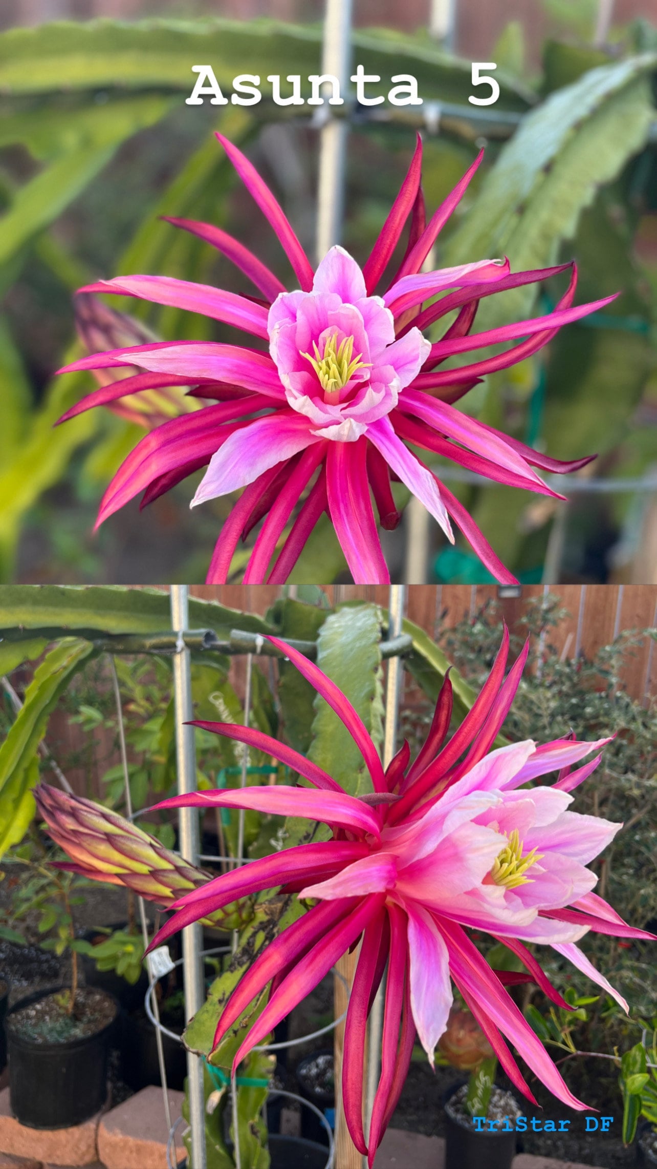Dragon Fruit Plants(Cuttings)