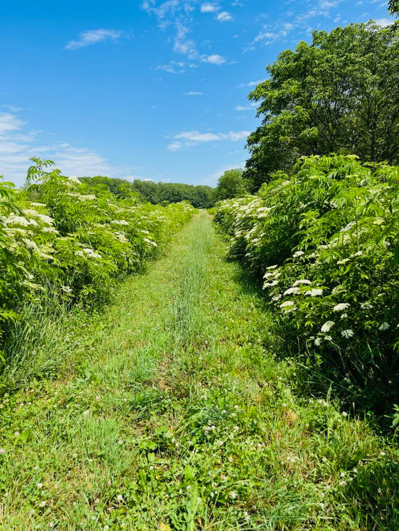 Ranch Elderberries, cuttings, plants, flowers, ranch, elderberry, sticks, America elderberry, native elderberry, sambucus canadensis