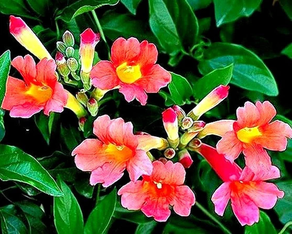 Red Trumpet Vine, Campsis radicans, 25 seeds, vigorous climber, fast growing, cold hardy, zones 6 to 11, drought-tolerant, hummingbirds