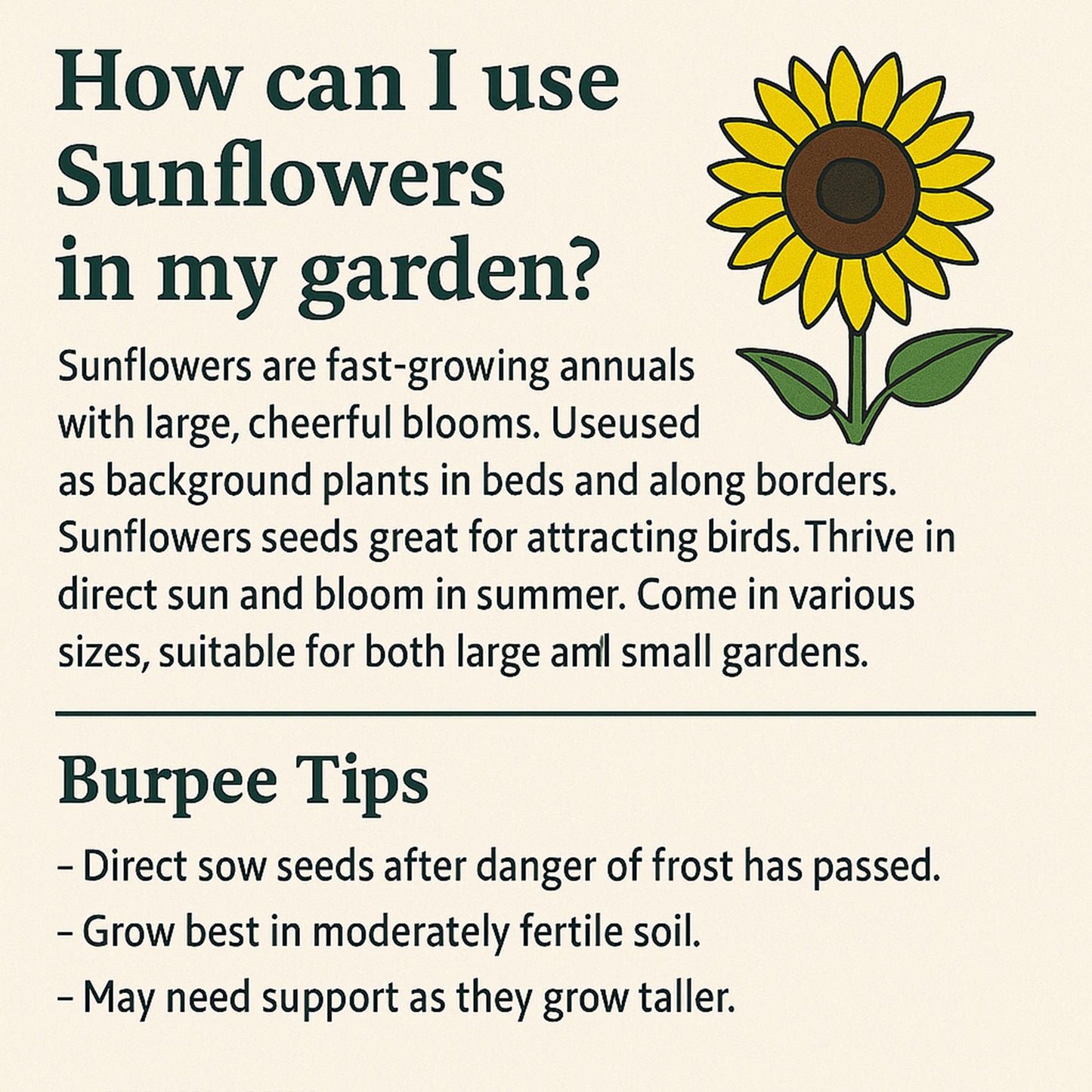 50pcs Rare Purple Heart Sunflower Seeds - Unique Violet Blooms - Heirloom Natural Seeds - Eye-Catching Garden Accent - Easy to Grow Annual