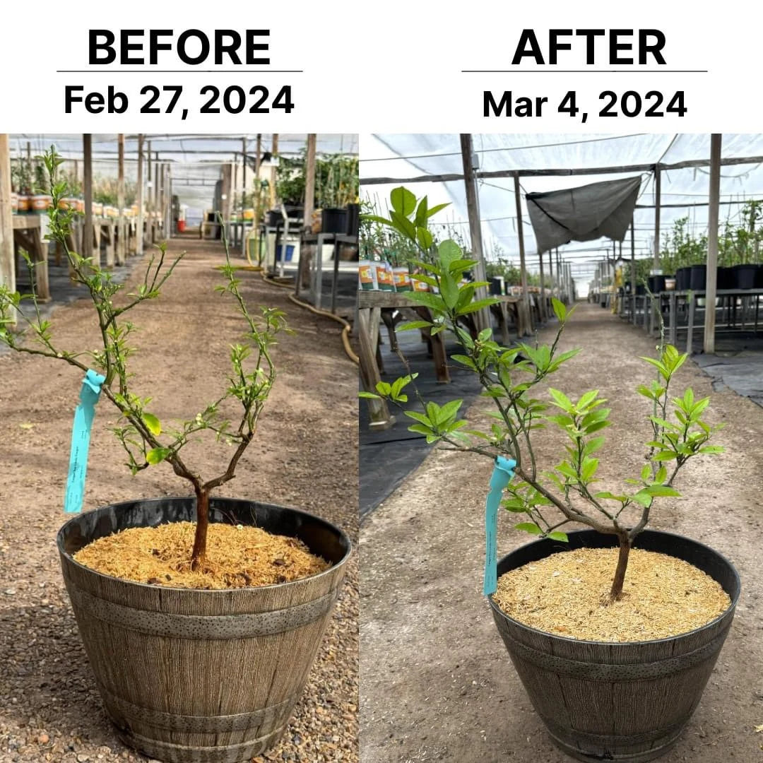 Plant Super Boost - The World's Only Live Microbial Concentrate - For Any Plant - Inoculate Your Soil And Boost Your Plants Roots