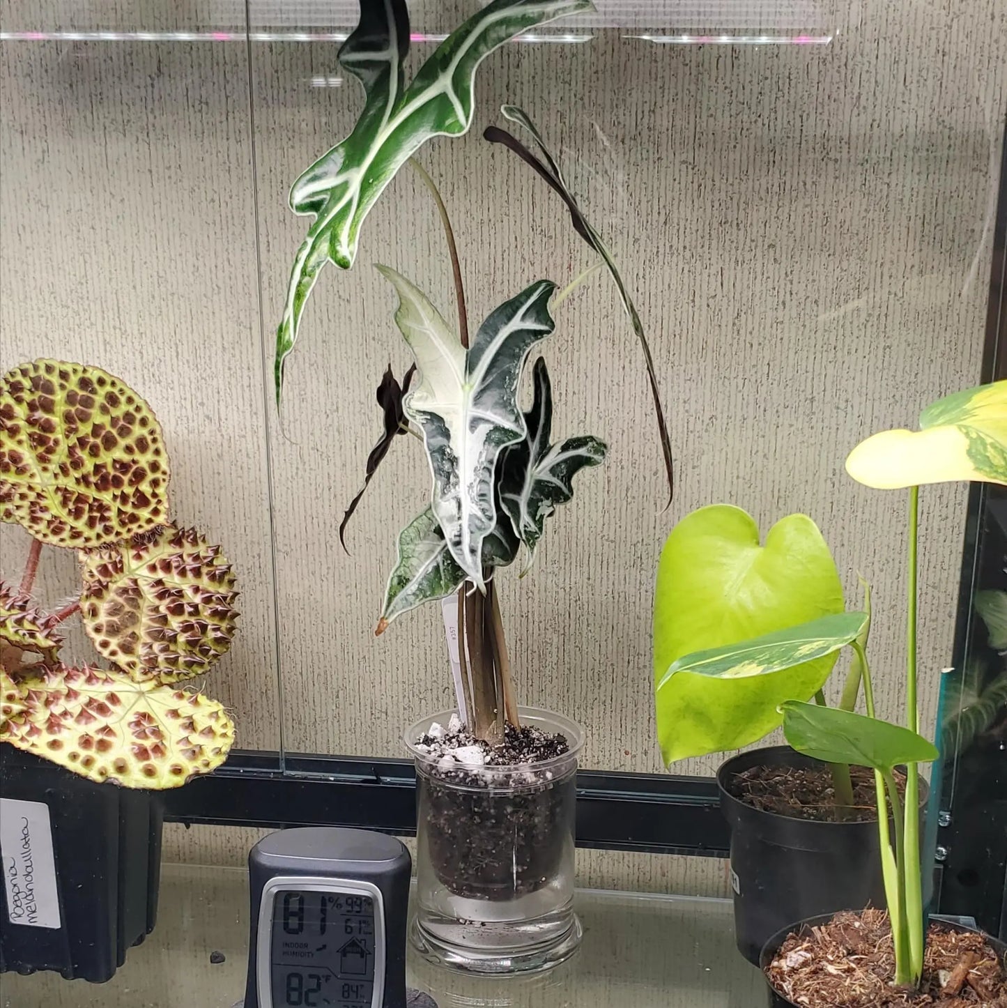 Self Watering Pot with Glass Reservoir and Humidity Dome 8 and 11 inch